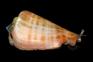 Conomurex luhuanus (Strawberry Conch)