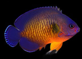 Centropyge bispinosa (Coral beauty Angel) Large