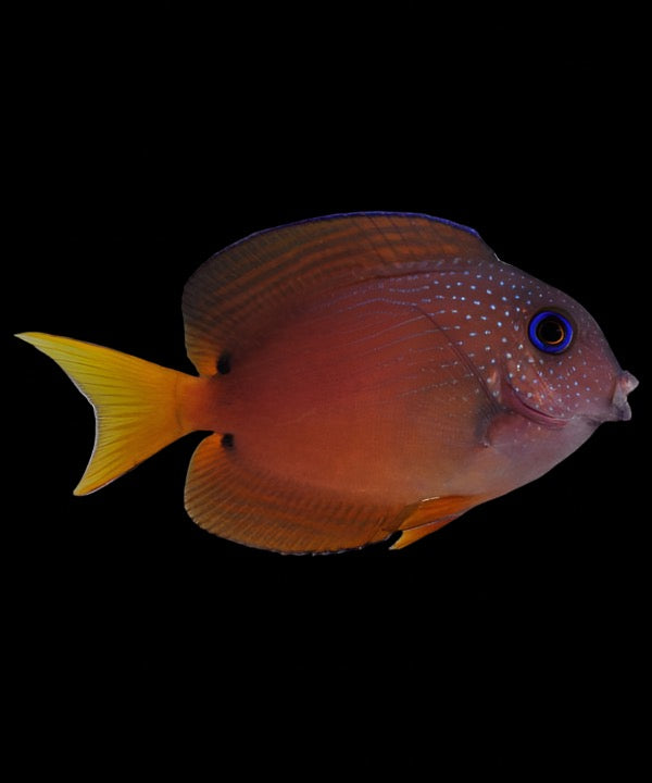 Ctenochaetus binotatus (Blue eye Kole tang) Small