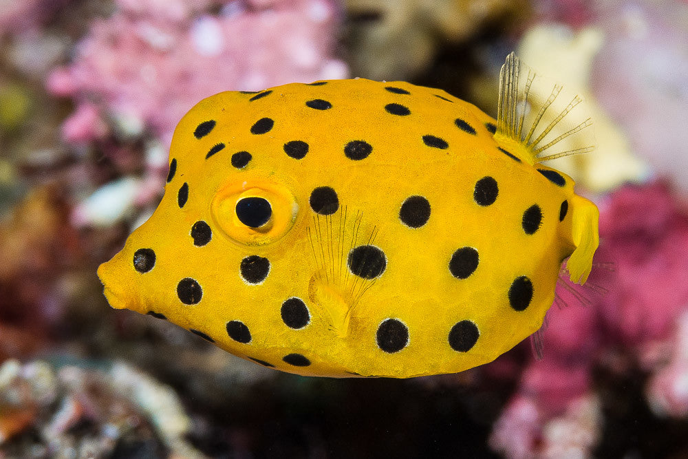 Ostracion cubicus (Yellow Cubicus) Medium – Aquarium ReefSolution inc.