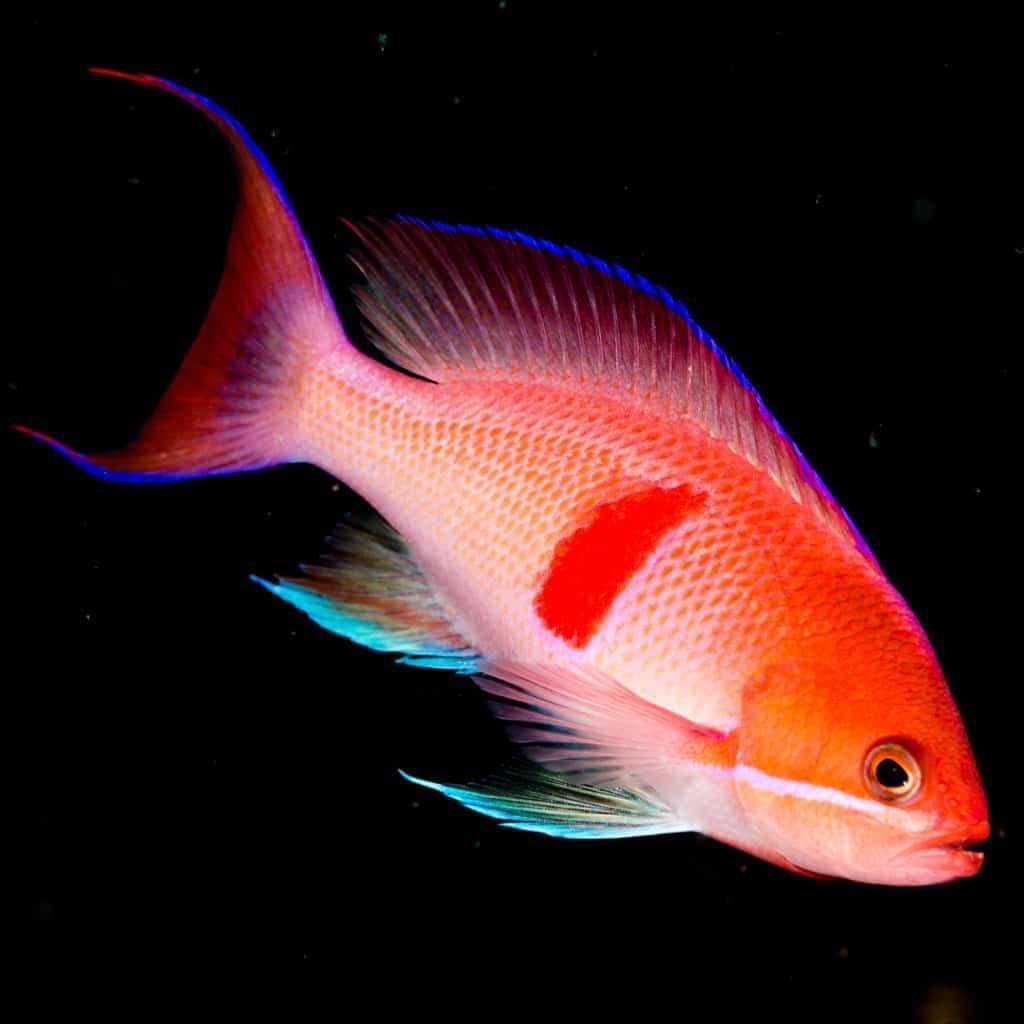 Pseudanthias rubrizonatus (Tricolor Anthias) Male