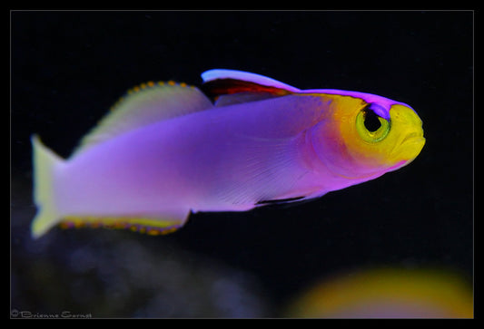 Nemateleotris helfrichi (Helfrichi Firefish)