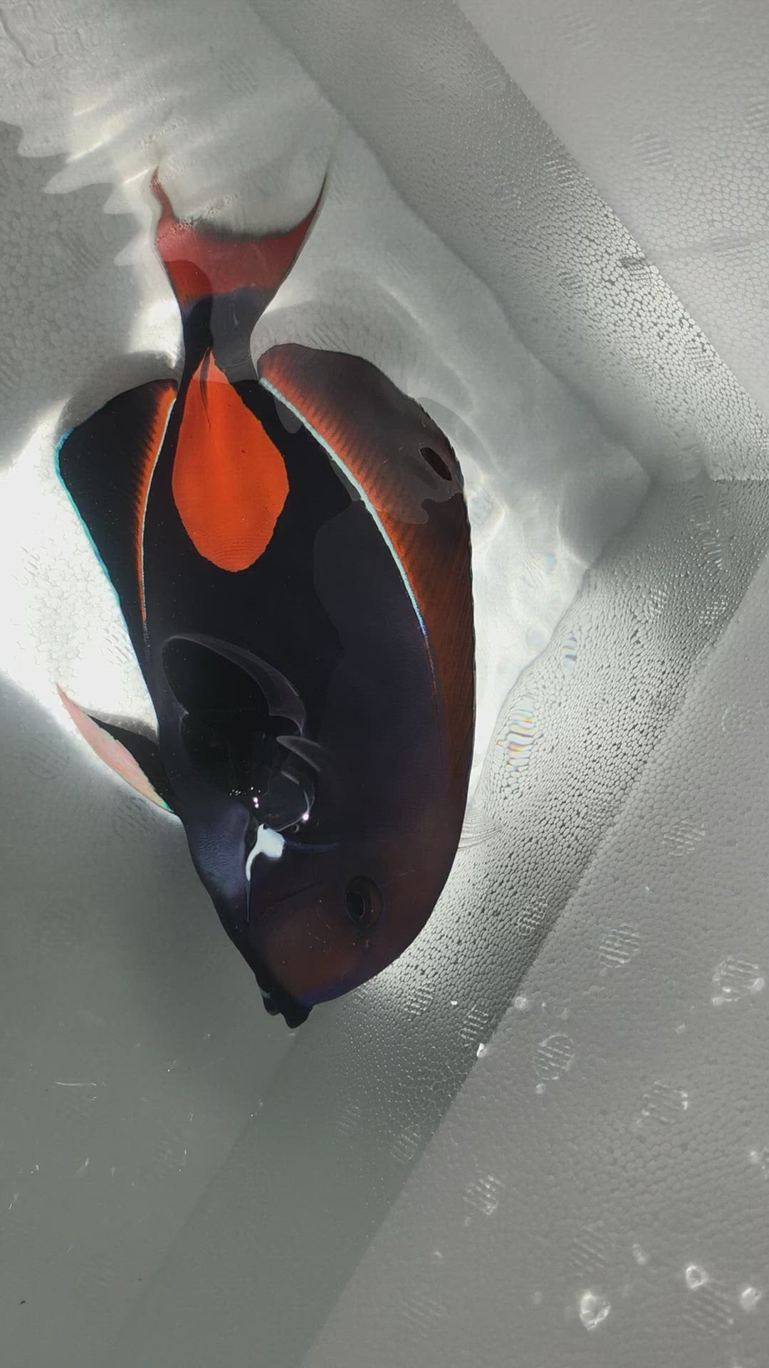 Achilles Tang