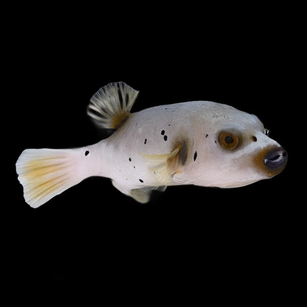 Arothron nigropunctatus (Dog Face Puffer)