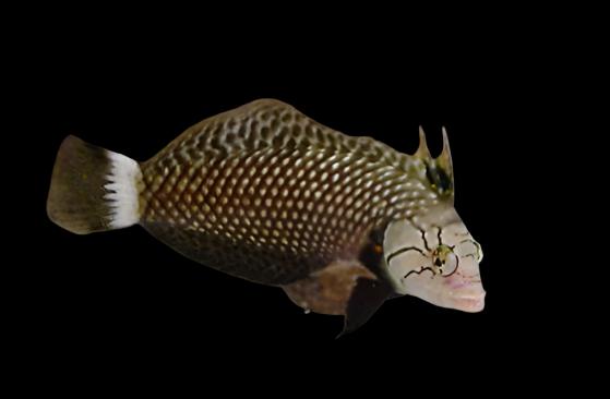 Novaculichthys taeniourus (Dragon wrasse)