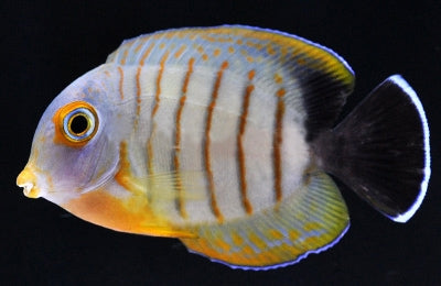 Acanthurus tristis Mimic (eibli mimic tang) Large