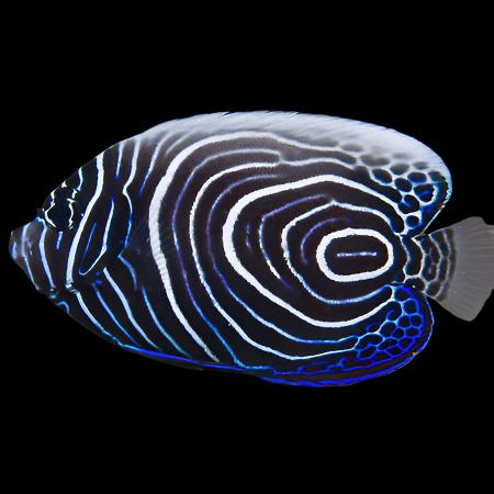 Pomacanthus imperator (Emperor Angelfish) SmallMed juvenile