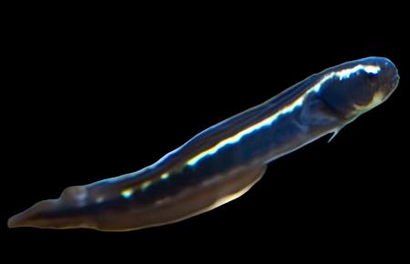 Pholidychtys luecotaenia (Engineer Goby)