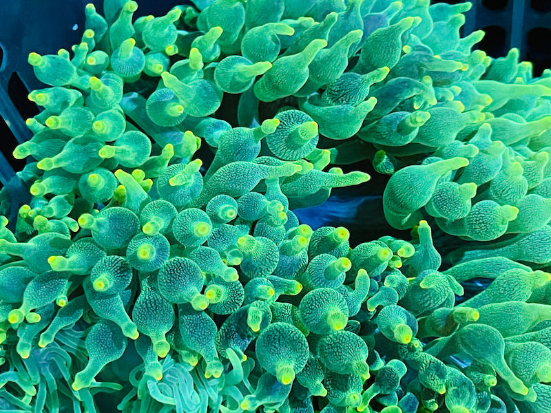 Entacmaea Quadricolor Vert ( Green Bubble Anemone )