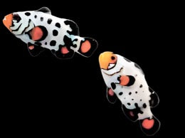 Bullet Hole Clown fish