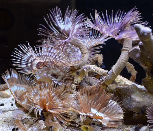 Sabellidae (Feather Duster)