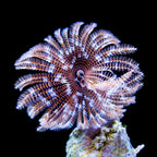 Sabellidae (Feather Duster)