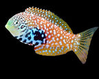 Macropharyngodon bipartitus (Blue Star Leopard Wrasse bipartitus)