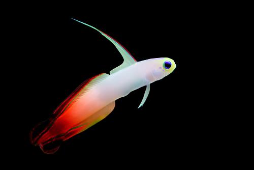 Nemateleotris magnifica (Firefish)