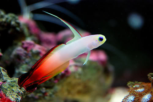 Nemateleotris magnifica (Firefish)