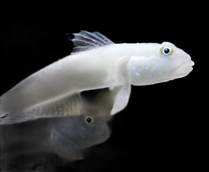 Valenciennes sexgutta (White Sleeper Goby)