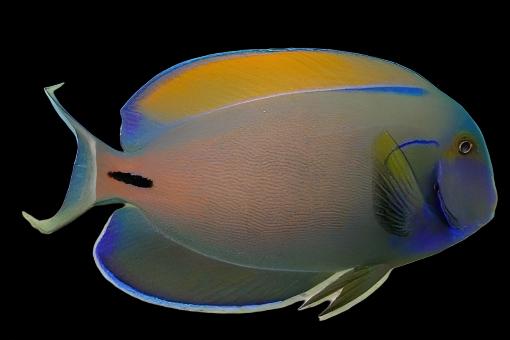 Acanthurus fowleri (Fowleri Tang)