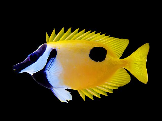 Siganus unimaculatus (One spot Foxface) small 2.1-2.5 inches