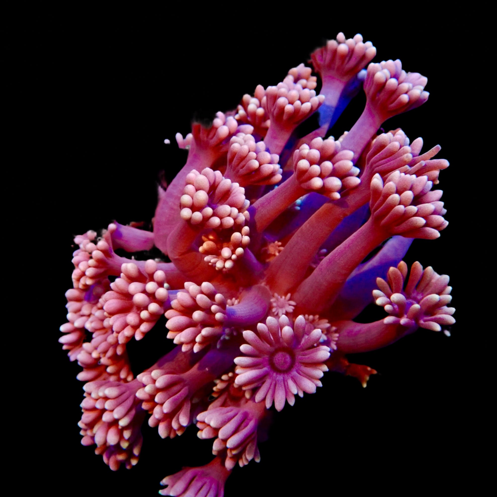 Jewel Pink Goniopora Frag