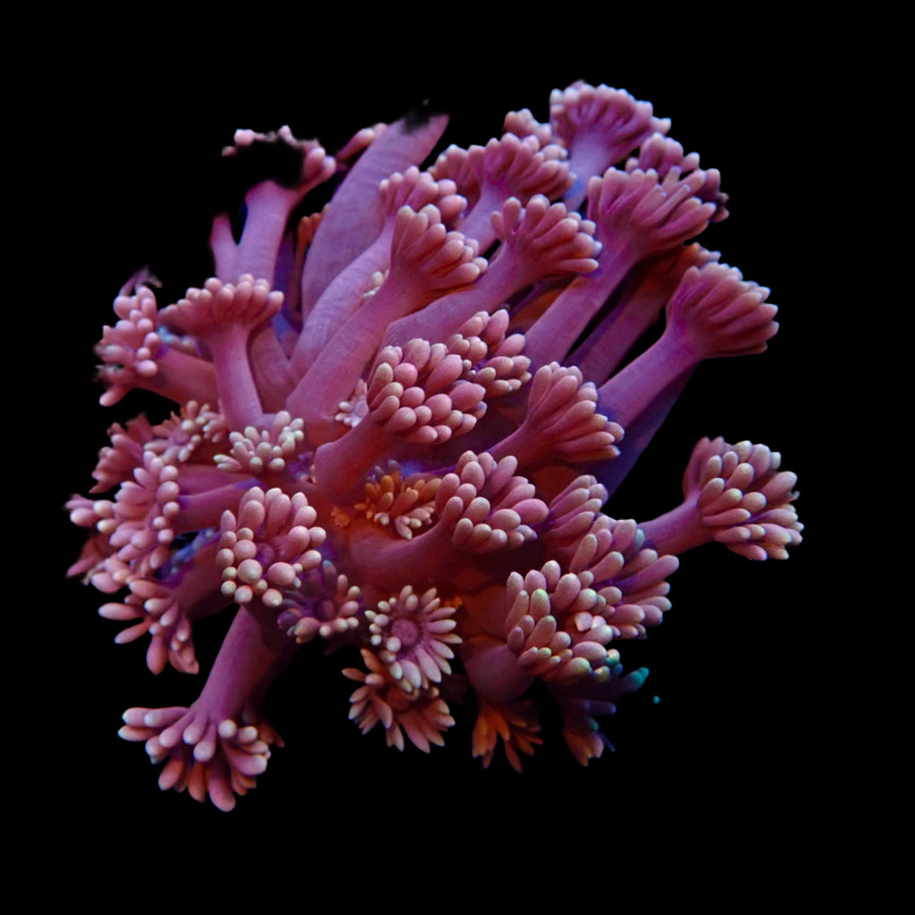 Jewel Pink Goniopora Frag