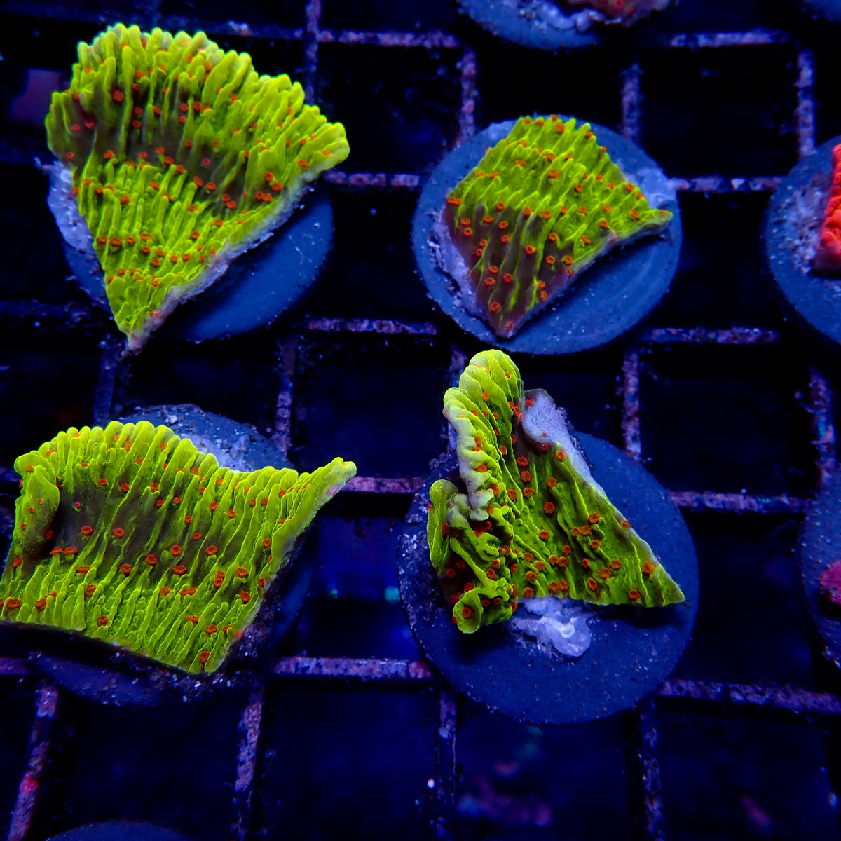 Red Polyps Green Montipora Frag