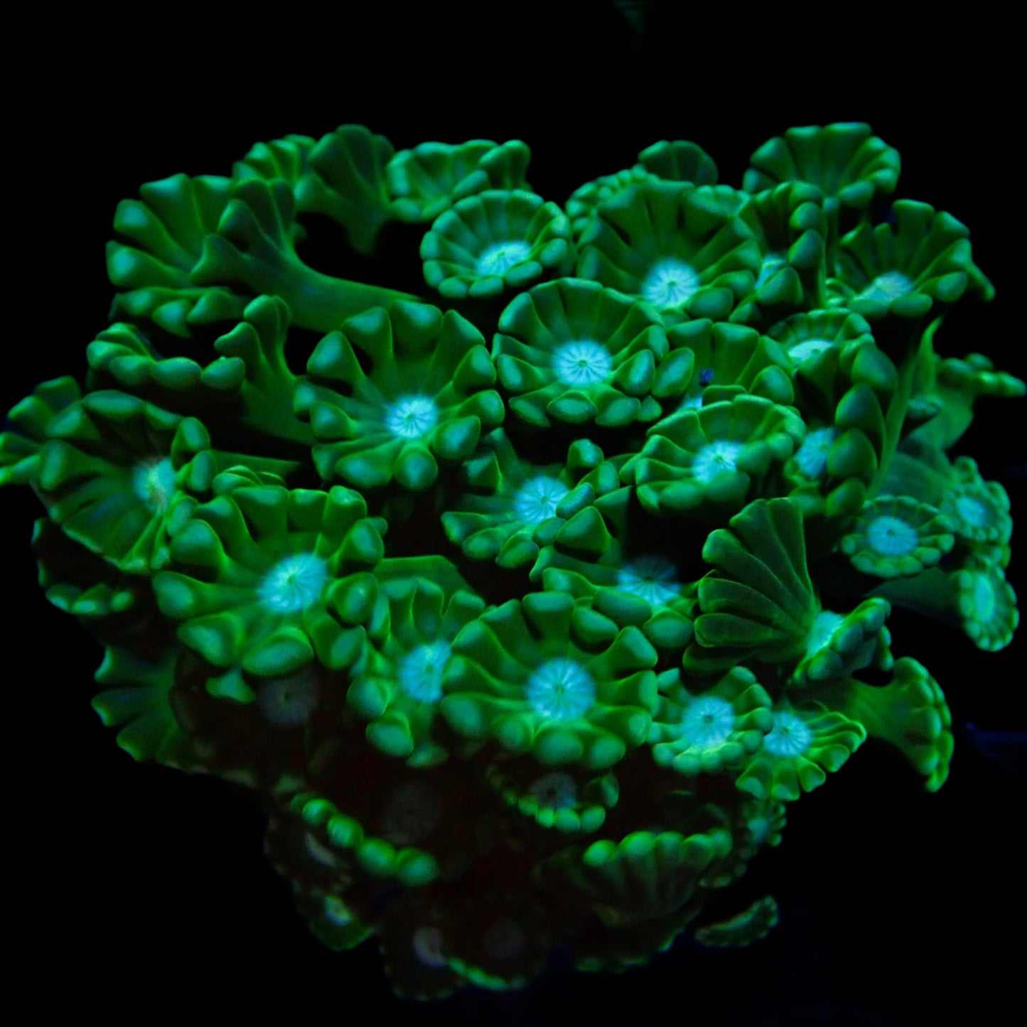 Green Alveopora Frag