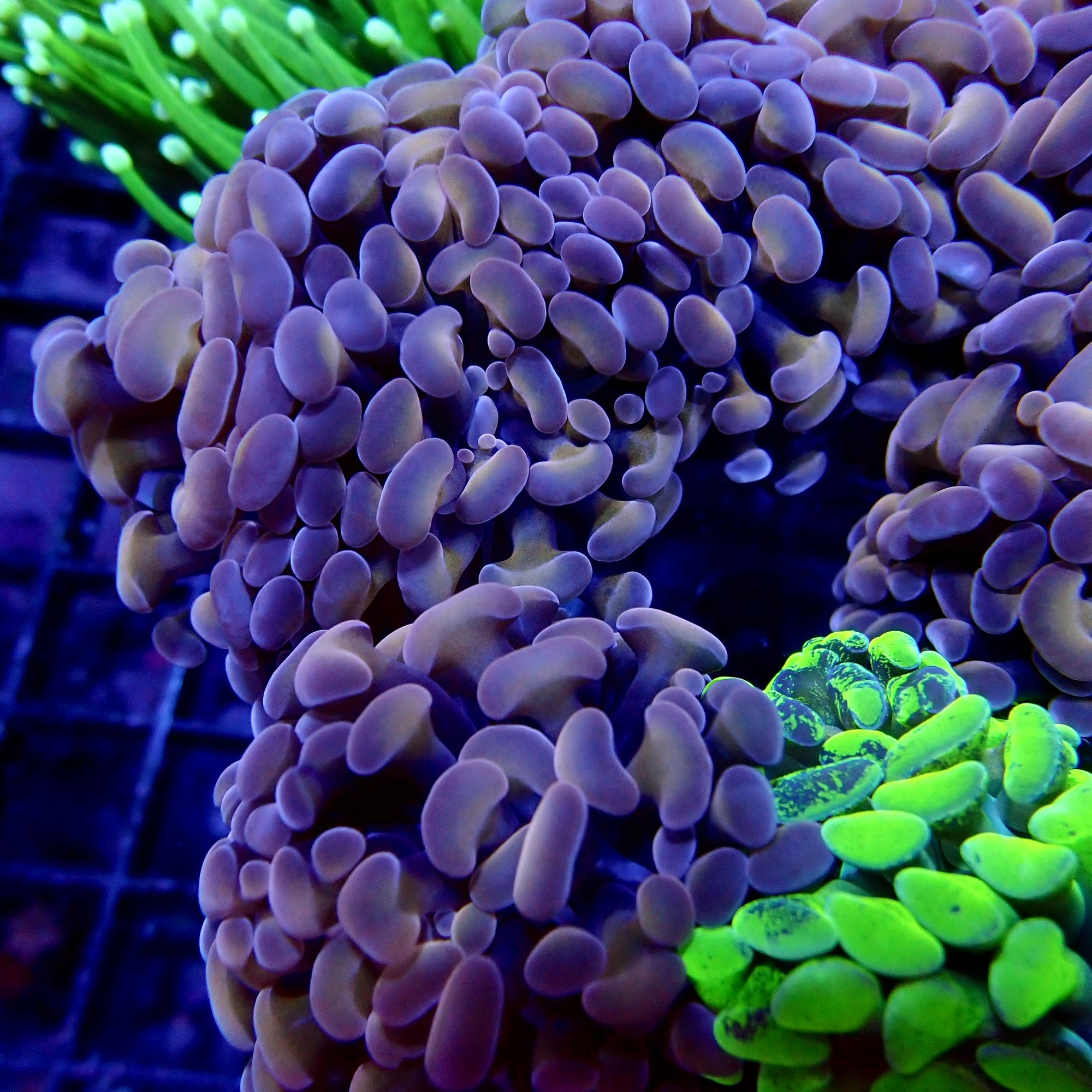 Rose Bud Branching Hammer frag par tête