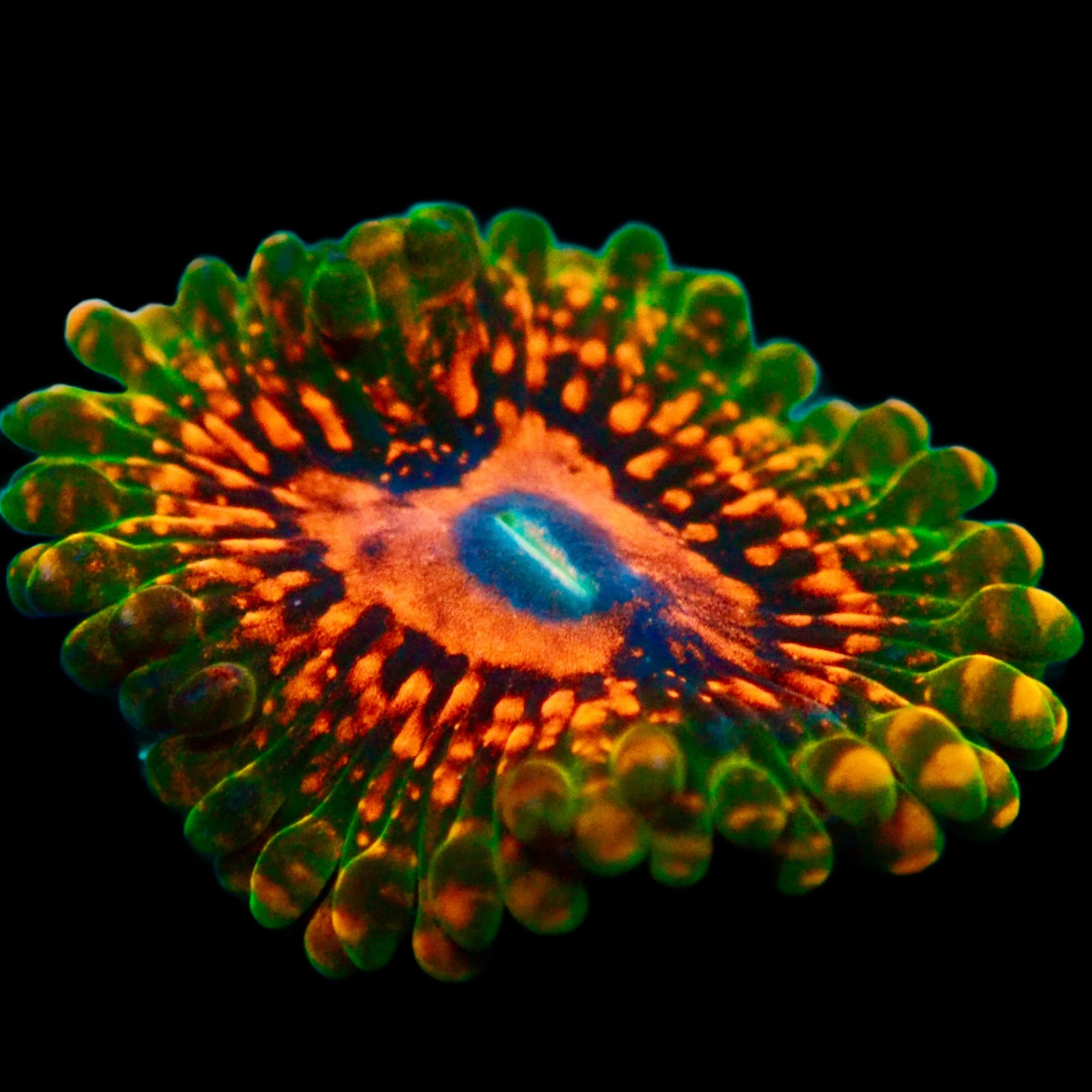 Grand Master Krakatoa Palythoa Per Polyp