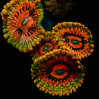 Grand Master Krakatoa Palythoa Per Polyp