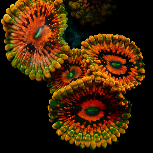 Grand Master Krakatoa Palythoa Per Polyp