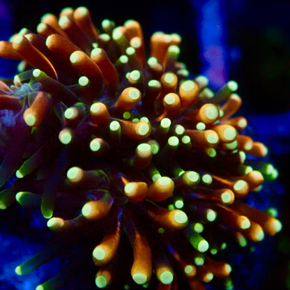 RS Galaxea Rainbow  Coral Frag