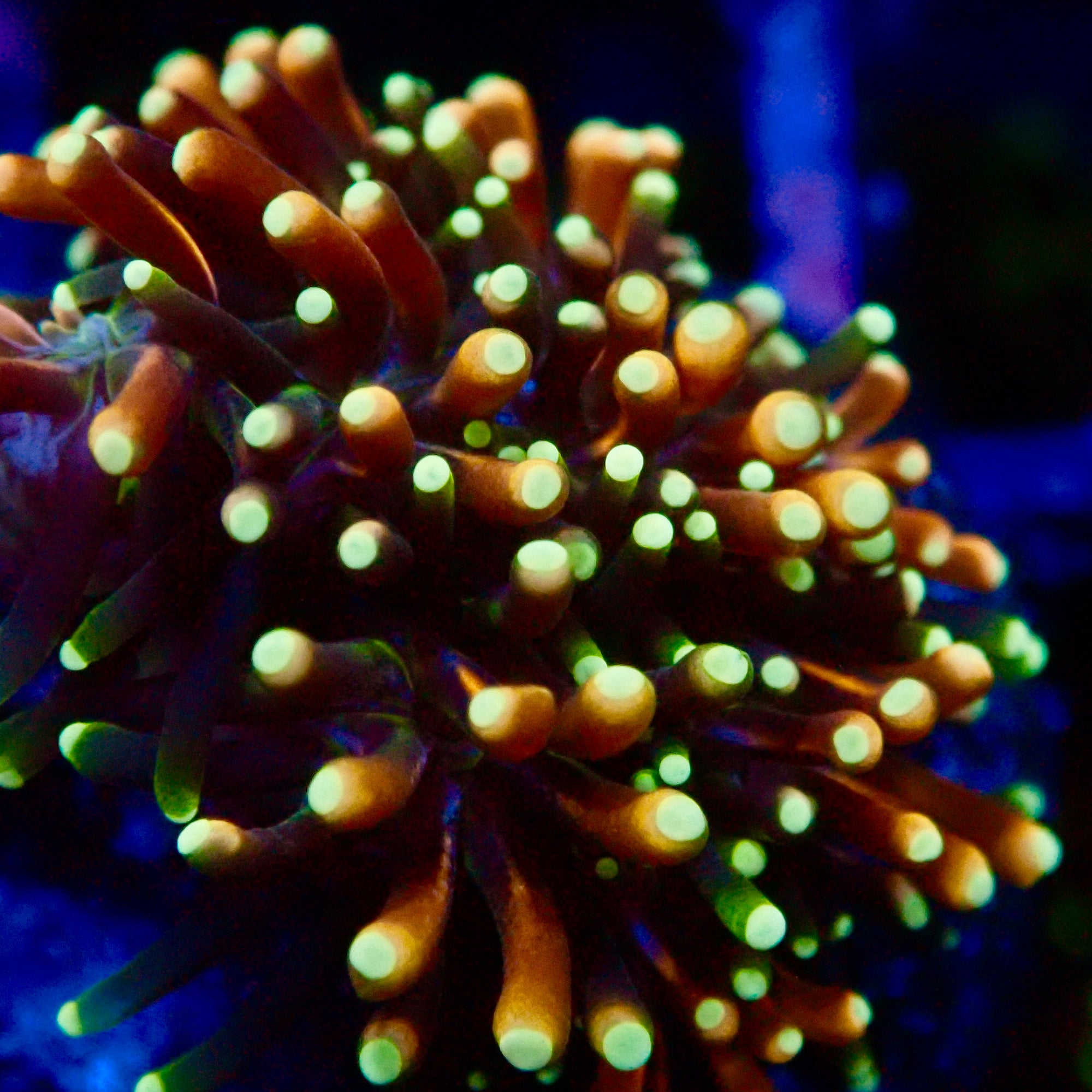 RS Galaxea Rainbow Coral Frag