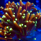 RS Galaxea Rainbow Coral Frag