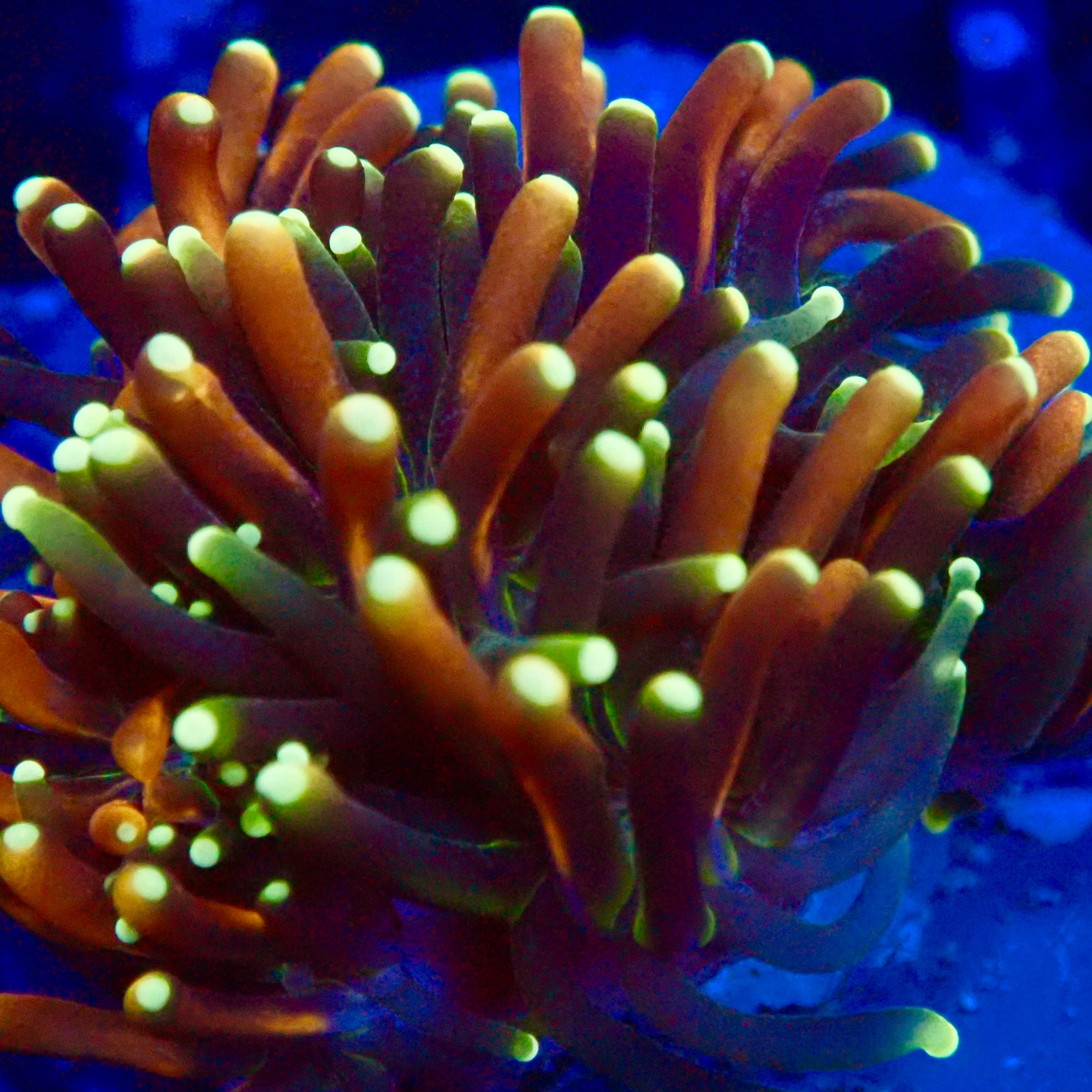 RS Galaxea Rainbow Coral Frag