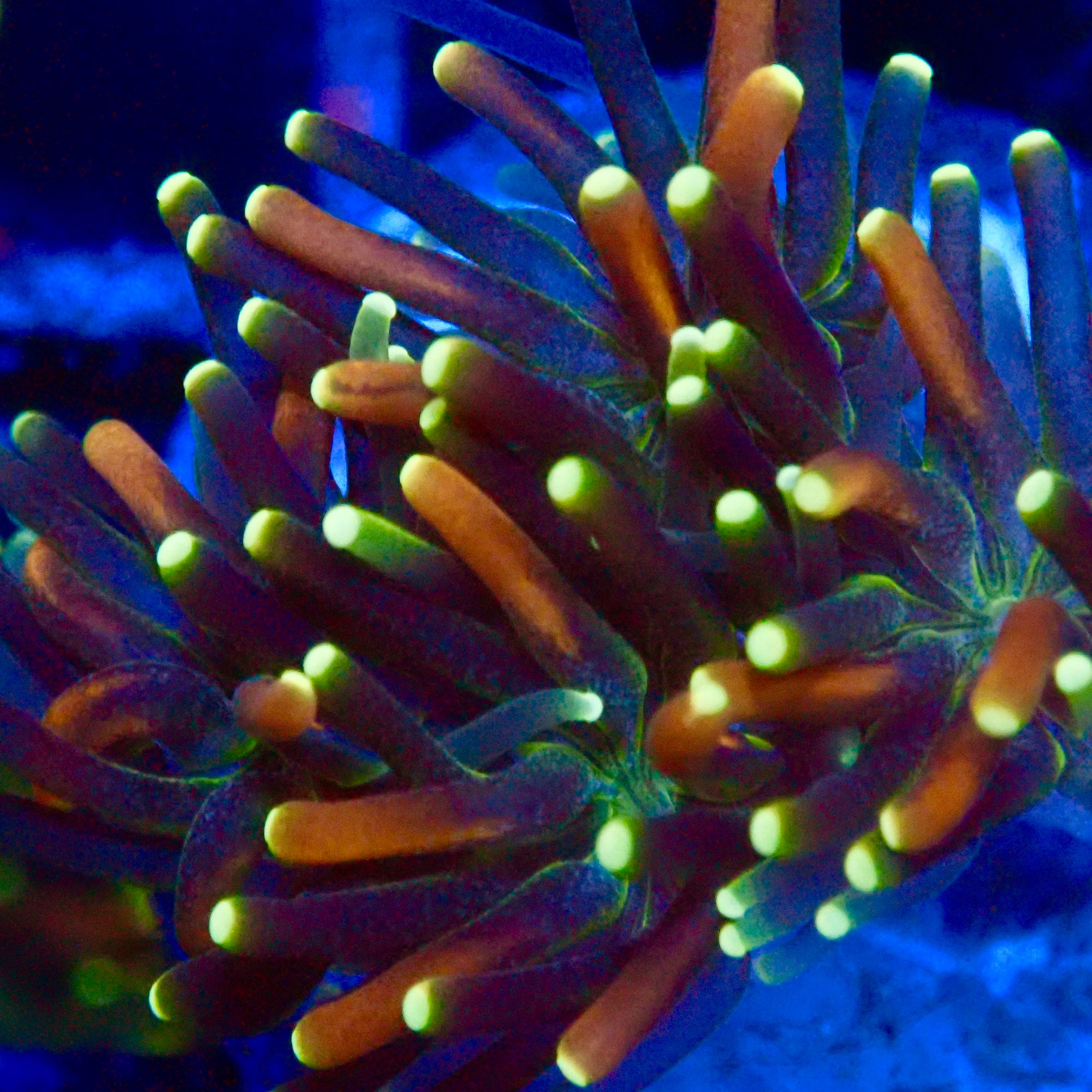 RS Galaxea Rainbow Coral Frag