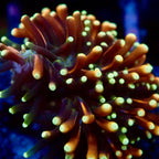 RS Galaxea Rainbow Coral Frag