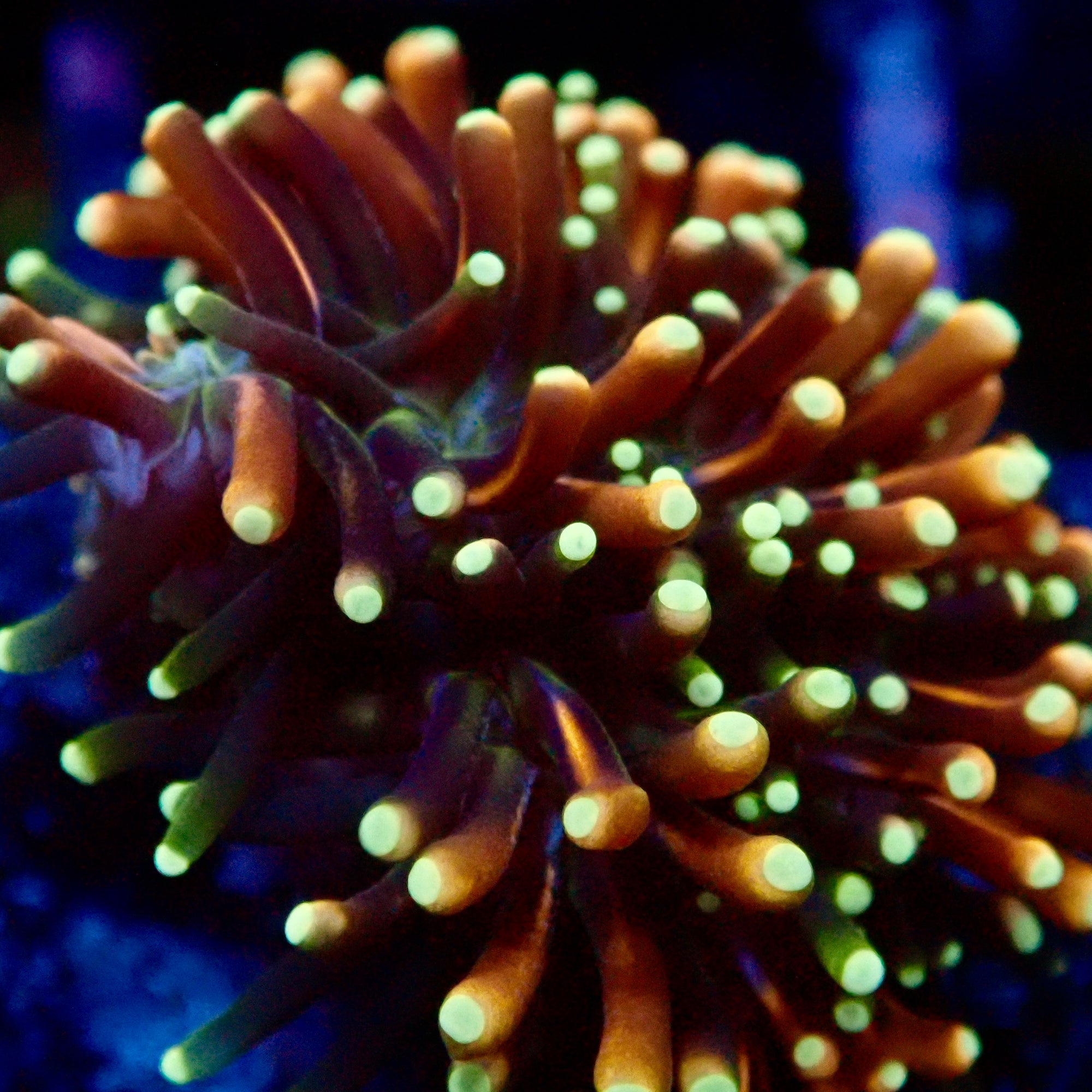 RS Galaxea Rainbow Coral Frag