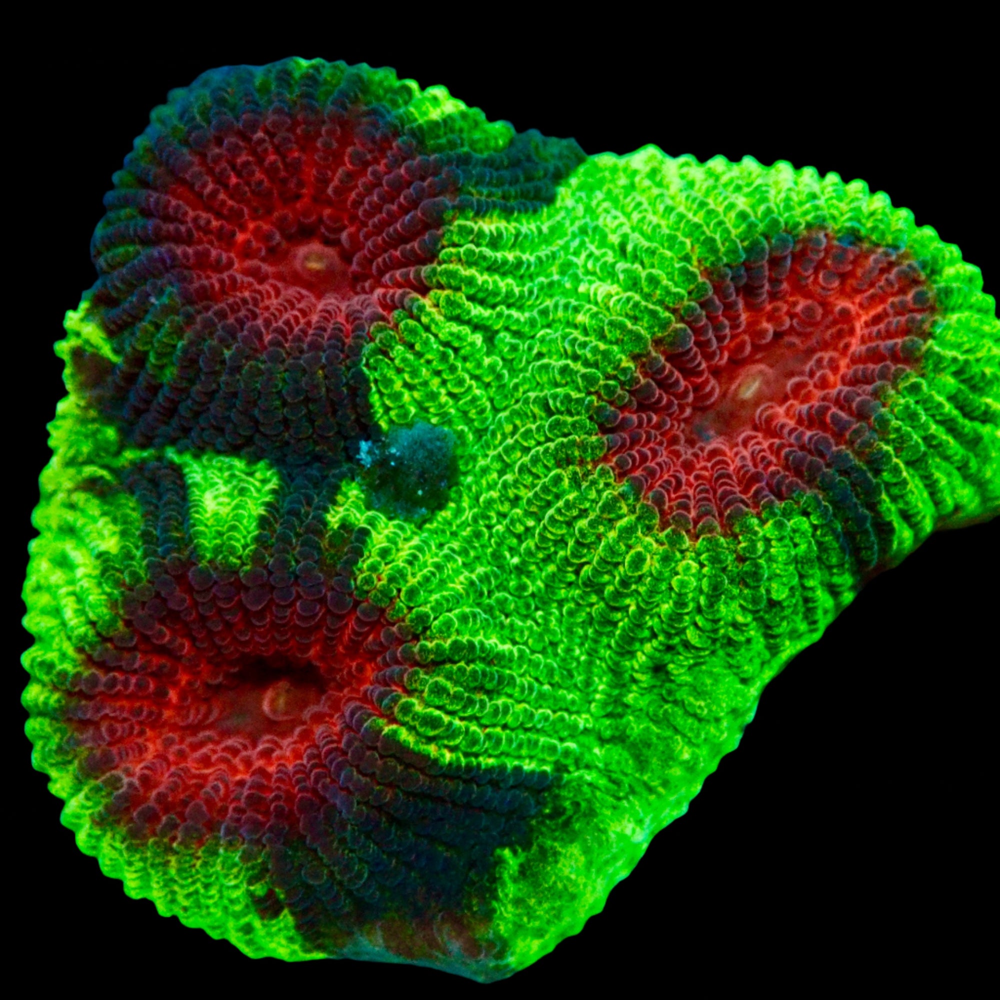 Christmas Favia Frag