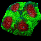 Christmas Favia Frag