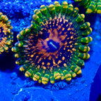 Grand Master Krakatoa Palythoa Per Polyp