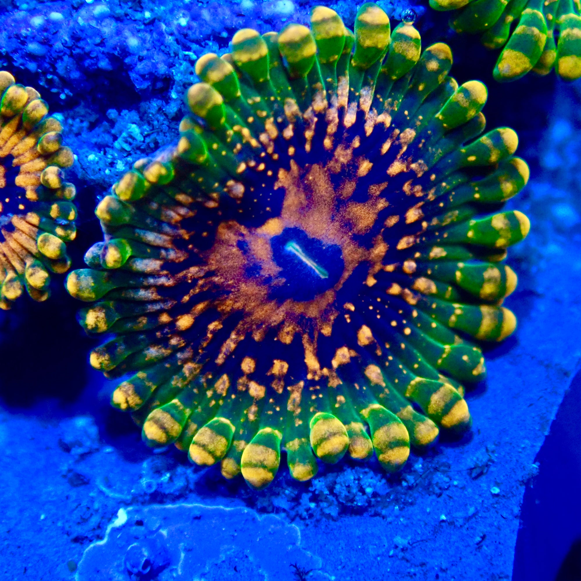 Grand Master Krakatoa Palythoa Per Polyp