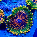 Grand Master Krakatoa Palythoa Per Polyp