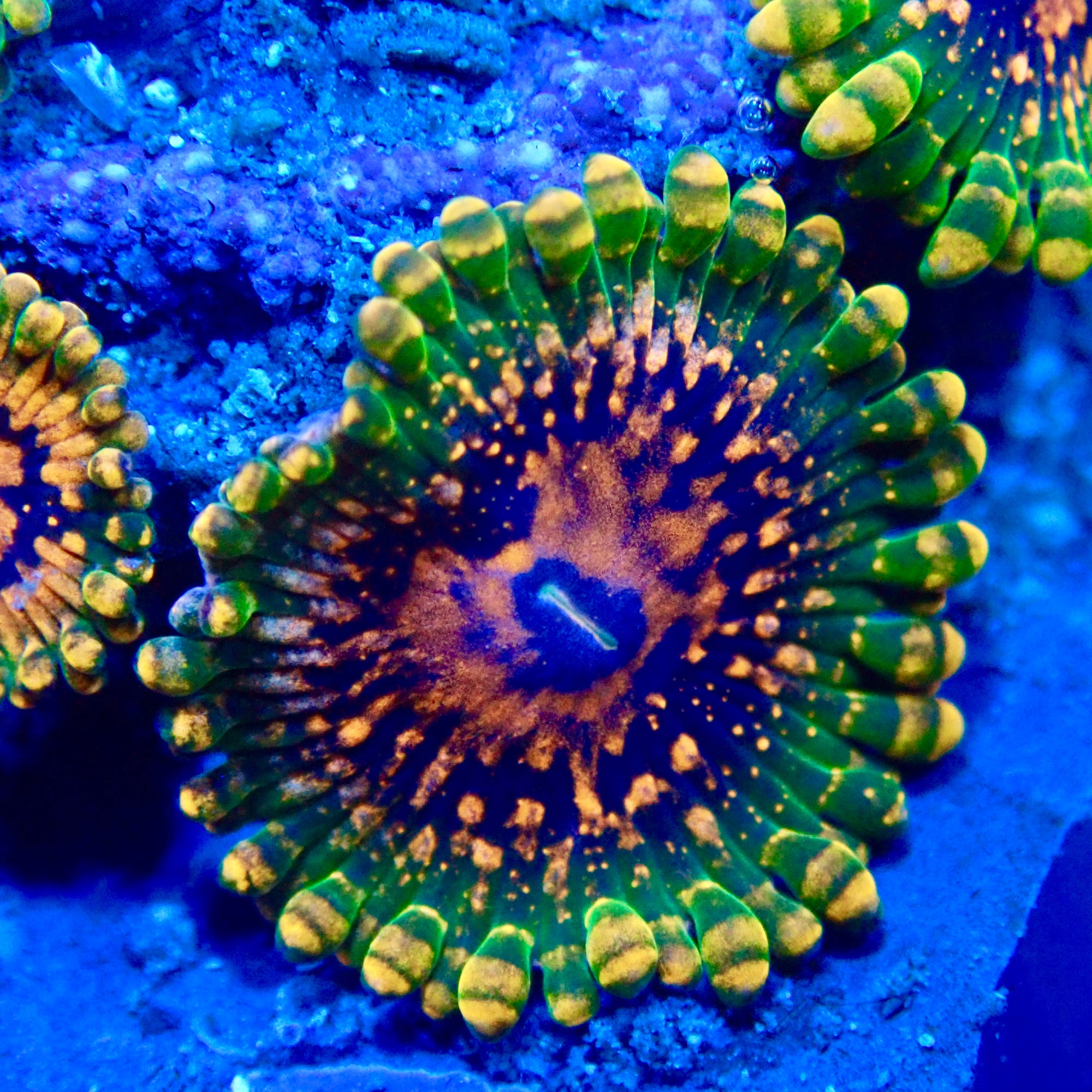 Grand Master Krakatoa Palythoa Per Polyp