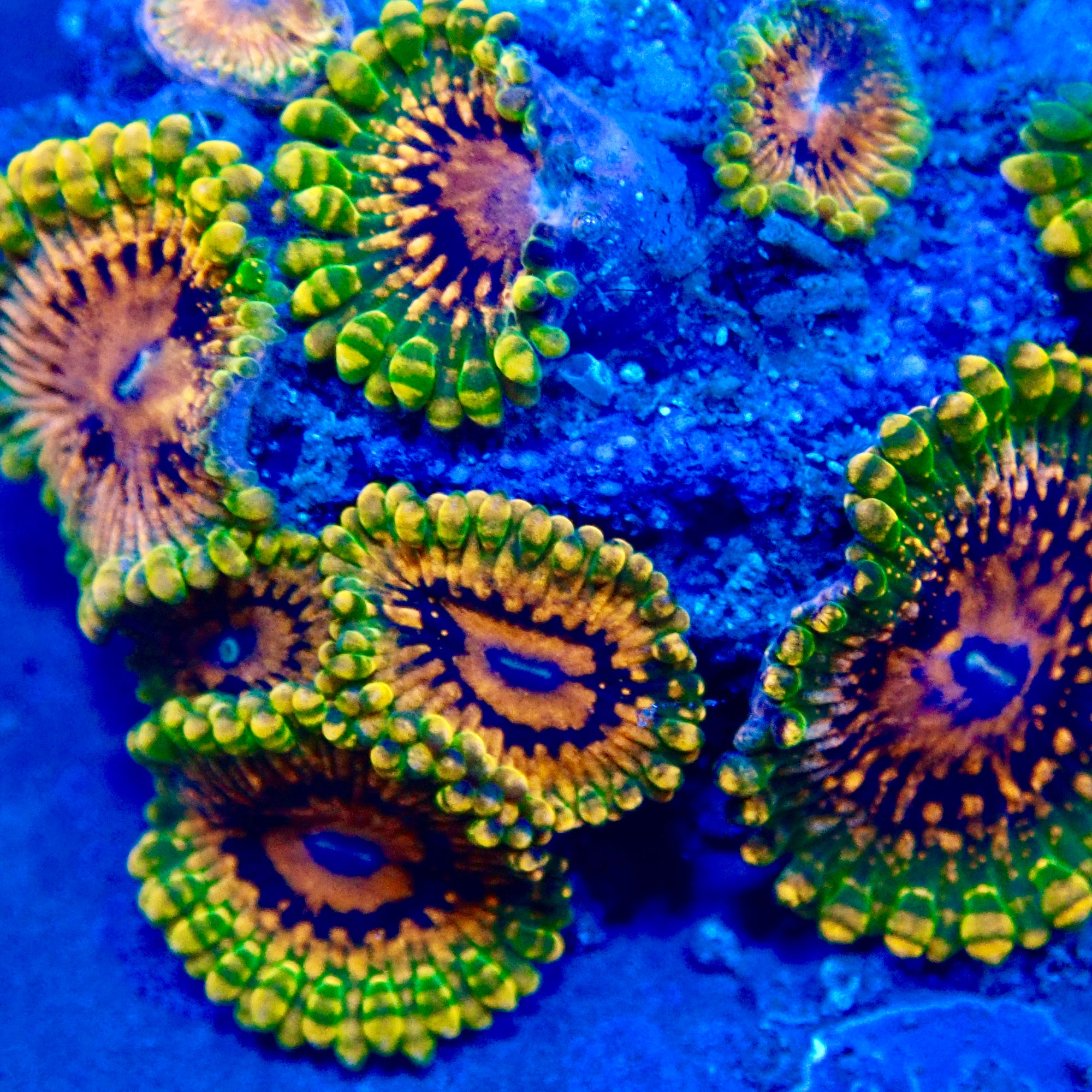 Grand Master Krakatoa Palythoa Per Polyp