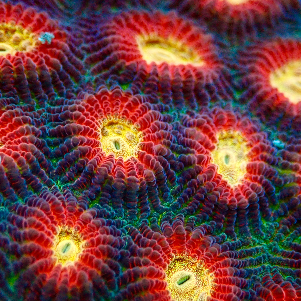 Raja Rampage Favia frag