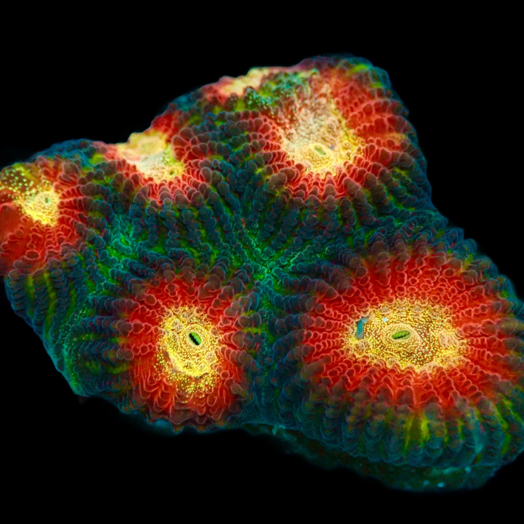 Raja Rampage Favia frag