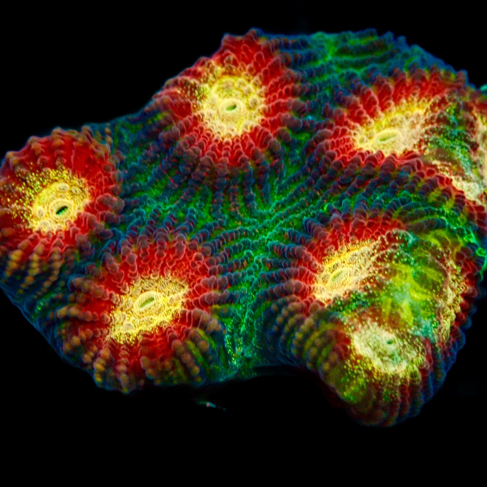 Raja Rampage Favia frag