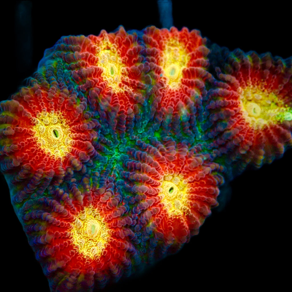 Raja Rampage Favia frag