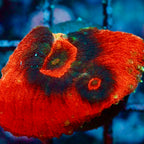 Australomussa rowleyensis frag