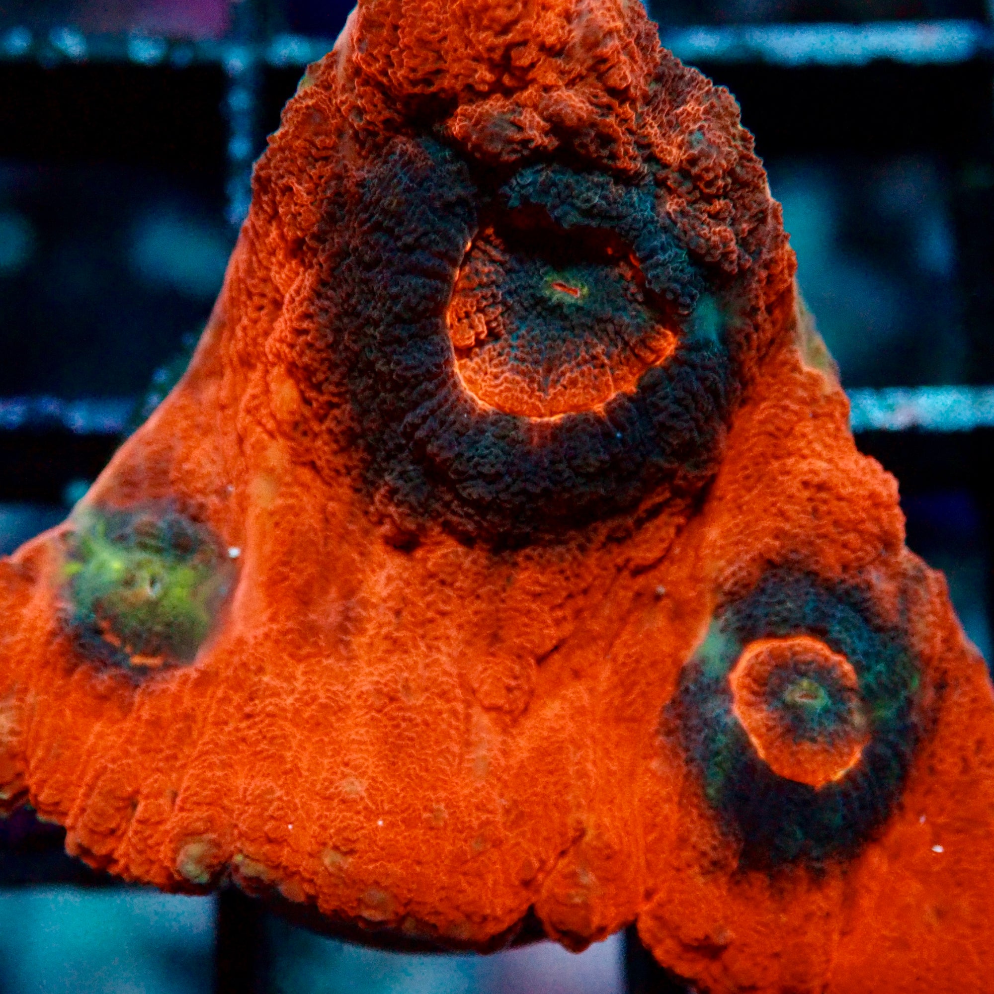 Australomussa rowleyensis frag